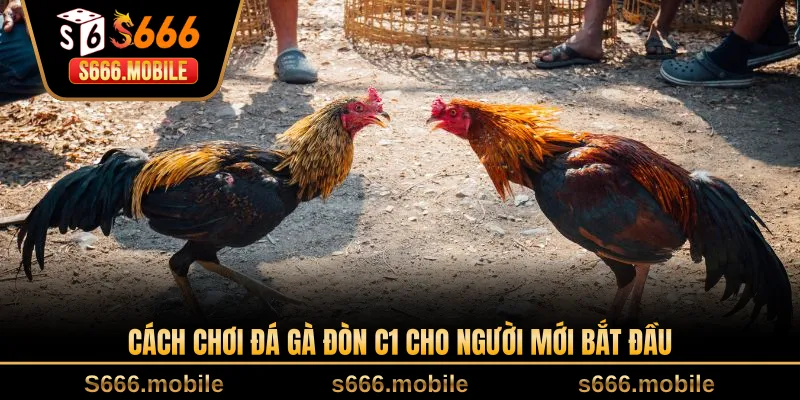 Cách chơi đá gà đòn C1 cho người mới bắt đầu