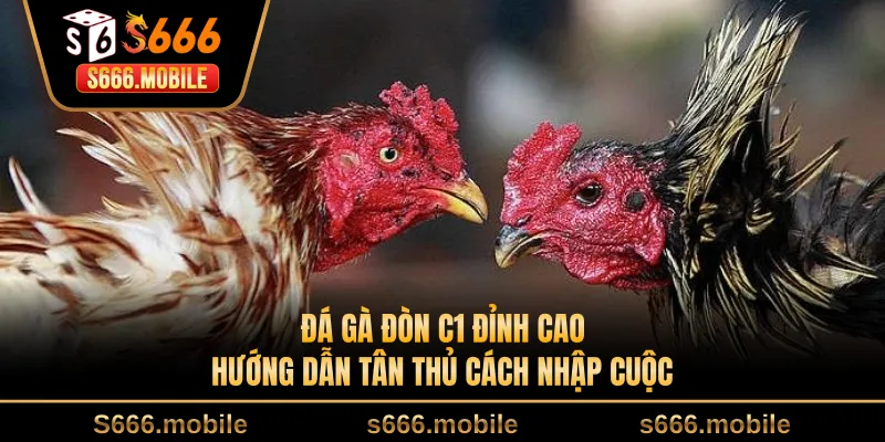 Đá Gà Đòn C1 Đỉnh Cao: Hướng Dẫn Tân Thủ Cách Nhập Cuộc
